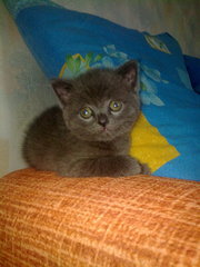 Плюшевые британские котята голубого окраса 