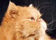 Ищем длинношерстного персидского кота для вязки