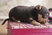 Чихуахуа комнатная собачка,  черно-подпалый мальчик,  1, 5 мес.
