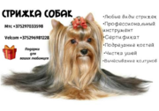 Стрижка-Груминг собак
